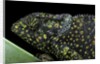 Chamaeleo dilepis (flapneck chameleon) by Anonymous