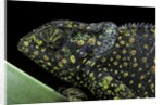 Chamaeleo dilepis (flapneck chameleon) by Anonymous