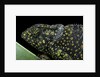Chamaeleo dilepis (flapneck chameleon) by Anonymous