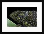 Chamaeleo dilepis (flapneck chameleon) by Anonymous