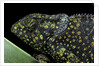 Chamaeleo dilepis (flapneck chameleon) by Anonymous