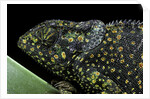Chamaeleo dilepis (flapneck chameleon) by Anonymous