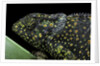 Chamaeleo dilepis (flapneck chameleon) by Anonymous