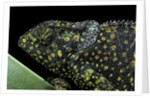 Chamaeleo dilepis (flapneck chameleon) by Anonymous