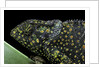 Chamaeleo dilepis (flapneck chameleon) by Anonymous