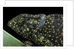 Chamaeleo dilepis (flapneck chameleon) by Anonymous