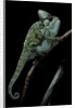 Chamaeleo calyptratus (veiled chameleon) by Anonymous