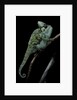 Chamaeleo calyptratus (veiled chameleon) by Anonymous