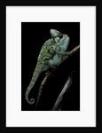 Chamaeleo calyptratus (veiled chameleon) by Anonymous