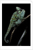 Chamaeleo calyptratus (veiled chameleon) by Anonymous