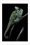 Chamaeleo calyptratus (veiled chameleon) by Anonymous