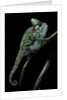 Chamaeleo calyptratus (veiled chameleon) by Anonymous