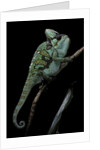 Chamaeleo calyptratus (veiled chameleon) by Anonymous