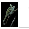 Chamaeleo calyptratus (veiled chameleon) by Anonymous