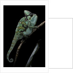 Chamaeleo calyptratus (veiled chameleon) by Anonymous