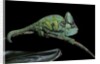 Chamaeleo calyptratus (veiled chameleon) by Anonymous