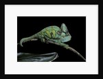 Chamaeleo calyptratus (veiled chameleon) by Anonymous