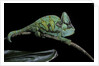 Chamaeleo calyptratus (veiled chameleon) by Anonymous