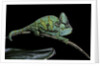 Chamaeleo calyptratus (veiled chameleon) by Anonymous