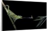 Chamaeleo johnstoni (Johnston's chameleon) - capturing an insect by Anonymous
