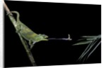 Chamaeleo johnstoni (Johnston's chameleon) - capturing an insect by Anonymous
