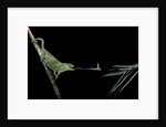 Chamaeleo johnstoni (Johnston's chameleon) - capturing an insect by Anonymous