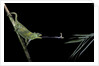 Chamaeleo johnstoni (Johnston's chameleon) - capturing an insect by Anonymous