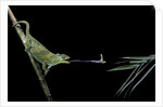 Chamaeleo johnstoni (Johnston's chameleon) - capturing an insect by Anonymous
