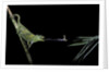 Chamaeleo johnstoni (Johnston's chameleon) - capturing an insect by Anonymous
