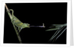 Chamaeleo johnstoni (Johnston's chameleon) - capturing an insect by Anonymous
