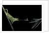 Chamaeleo johnstoni (Johnston's chameleon) - capturing an insect by Anonymous