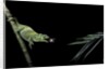 Chamaeleo johnstoni (Johnston's chameleon) - capturing an insect by Anonymous