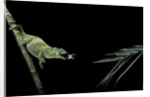 Chamaeleo johnstoni (Johnston's chameleon) - capturing an insect by Anonymous