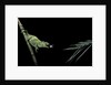 Chamaeleo johnstoni (Johnston's chameleon) - capturing an insect by Anonymous