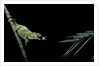 Chamaeleo johnstoni (Johnston's chameleon) - capturing an insect by Anonymous