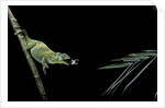 Chamaeleo johnstoni (Johnston's chameleon) - capturing an insect by Anonymous