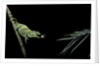 Chamaeleo johnstoni (Johnston's chameleon) - capturing an insect by Anonymous