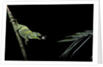 Chamaeleo johnstoni (Johnston's chameleon) - capturing an insect by Anonymous
