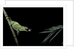 Chamaeleo johnstoni (Johnston's chameleon) - capturing an insect by Anonymous