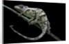 Chamaeleo johnstoni (Johnston's chameleon) - shedding its skin by Anonymous