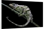 Chamaeleo johnstoni (Johnston's chameleon) - shedding its skin by Anonymous