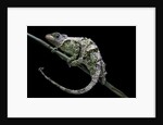 Chamaeleo johnstoni (Johnston's chameleon) - shedding its skin by Anonymous