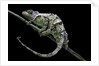 Chamaeleo johnstoni (Johnston's chameleon) - shedding its skin by Anonymous