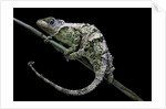 Chamaeleo johnstoni (Johnston's chameleon) - shedding its skin by Anonymous