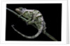Chamaeleo johnstoni (Johnston's chameleon) - shedding its skin by Anonymous