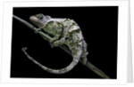 Chamaeleo johnstoni (Johnston's chameleon) - shedding its skin by Anonymous