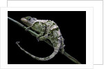 Chamaeleo johnstoni (Johnston's chameleon) - shedding its skin by Anonymous