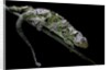 Chamaeleo johnstoni (Johnston's chameleon) - shedding its skin by Anonymous