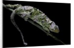 Chamaeleo johnstoni (Johnston's chameleon) - shedding its skin by Anonymous