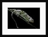 Chamaeleo johnstoni (Johnston's chameleon) - shedding its skin by Anonymous